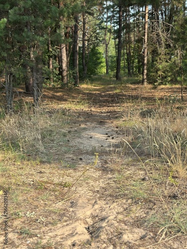 Fotografie A sandy dirt path with dry grass and tire tracks winding through a dense tall pine forest