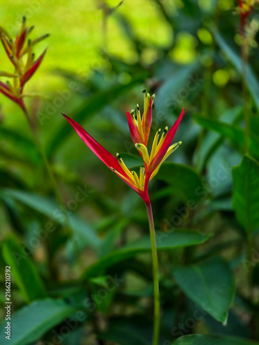 Parakeet Flower (Heliconia psittacorum) Against Soft Green Foliage