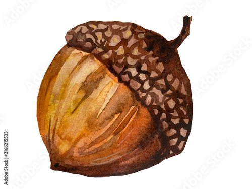 Large acorn with brown cap isolated on transparent background