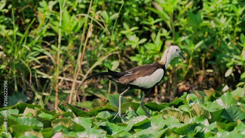 Pheasant tailed jacana calling the baby chicks.