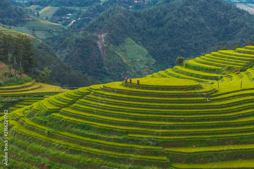 Farmers walking on lush green rice terraces in Vietnam
