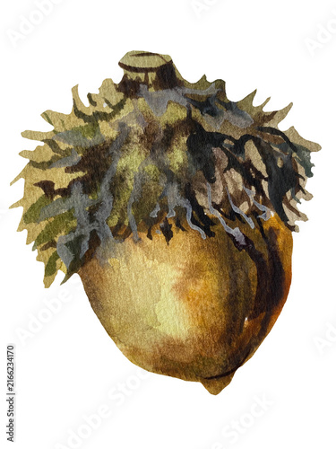 Acorn with a curly cap isolated on transparent background