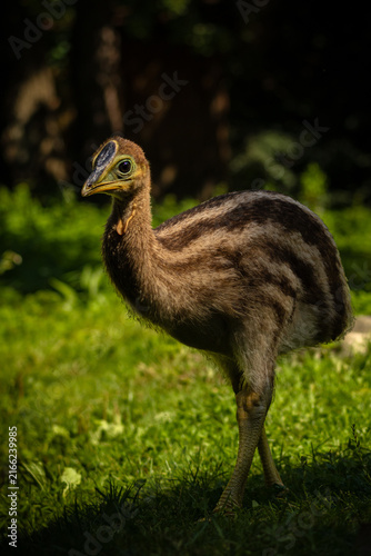 the young cassowary is walking