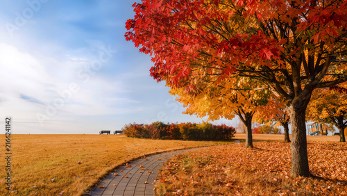 autumn in the park