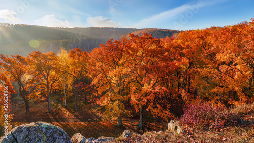 autumn in the park