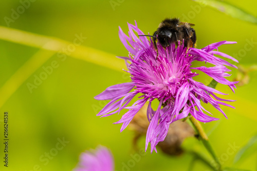 a bumble bee on a thistle flower