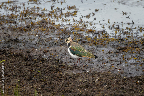 Lapwing, Northern Lapwing on wild beach