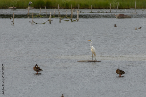 Great white egret or great white heron.