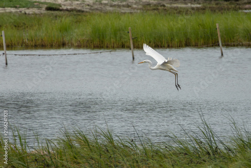A Great white heron in flight