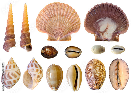 Cuadro en lienzo Sea shell collage of 7 marine species with exterior, interior, dorsal, and ventral views on transparent PNG