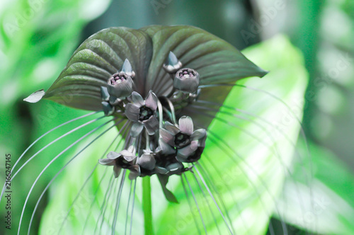 Black Bat Flower, Dioscoreaceae or Tacca chantrieri Andre or black flower