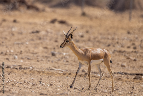 Fotografie Dorcas gazelle feeding on the ground in a dry desert environment in Israel, surrounded by rocks and natural vegetation