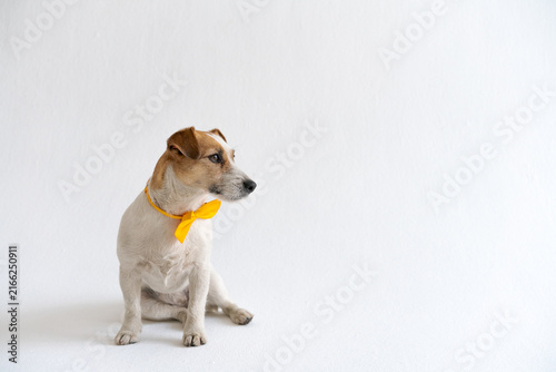 Bild auf Leinwand Purebred jack russell terrier dog in profile on a light grey background, ideal f