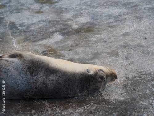 Foto A close-up portrait of a seal's textured skin resting on a rock at the zoo