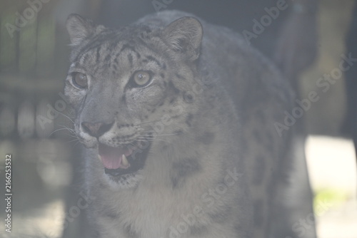 Canvas Print the irbis, also known as the snow leopard (panthera uncia), is a large wild cat native to the high mountains of central and southern asia