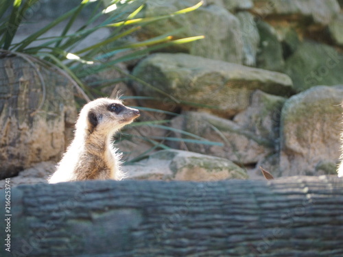 Foto A single meerkat standing upright, alert and watchful at the zoo.