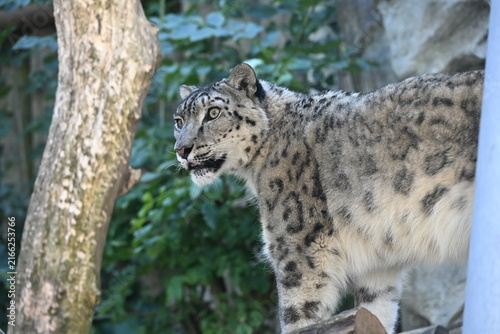 Canvas Print the irbis, also known as the snow leopard (panthera uncia), is a large wild cat native to the high mountains of central and southern asia