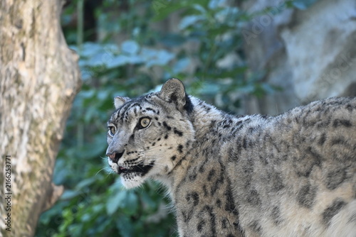 the irbis, also known as the snow leopard (panthera uncia), is a large wild cat native to the high mountains of central and southern asia. it has thick pale fur with dark rosettes, a long bushy tail, 