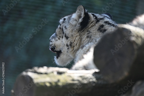 the irbis, also known as the snow leopard (panthera uncia), is a large wild cat native to the high mountains of central and southern asia. it has thick pale fur with dark rosettes, a long bushy tail, 