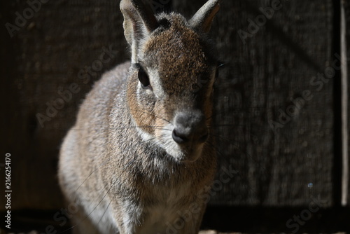 Obraz na płótnie Dolichotis salinicola Chacoan mara Chacoan cavy