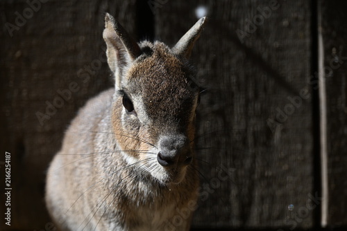 Canvastavla Dolichotis salinicola Chacoan mara Chacoan cavy
