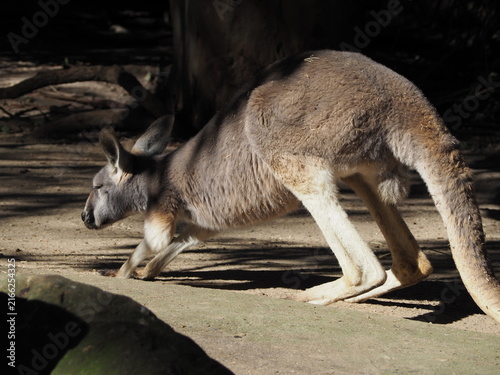 Foto A kangaroo caught mid-hop, showcasing its powerful legs, at the zoo