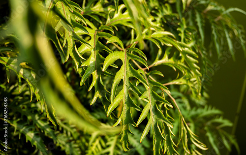 Macro closeup of green fern leaves with textured fronds in a natural forest setting. Fernleaf aralia, also known scientifically as Polyscias filicifolia (or a close relative like Polyscias fruticosa)