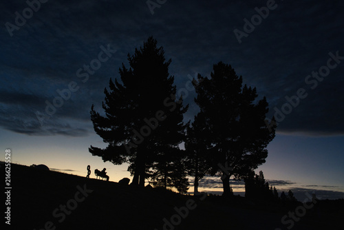 Foto Silhouette of a person sitting alone on a bench under pine trees at twilight, La