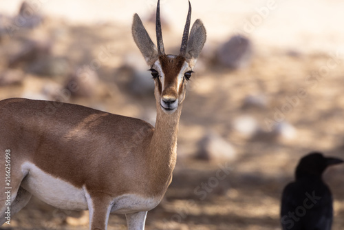 Obraz na plátně Dorcas gazelle standing in profile in a dry desert landscape, showing its slender body, distinctive horns and natural habitat