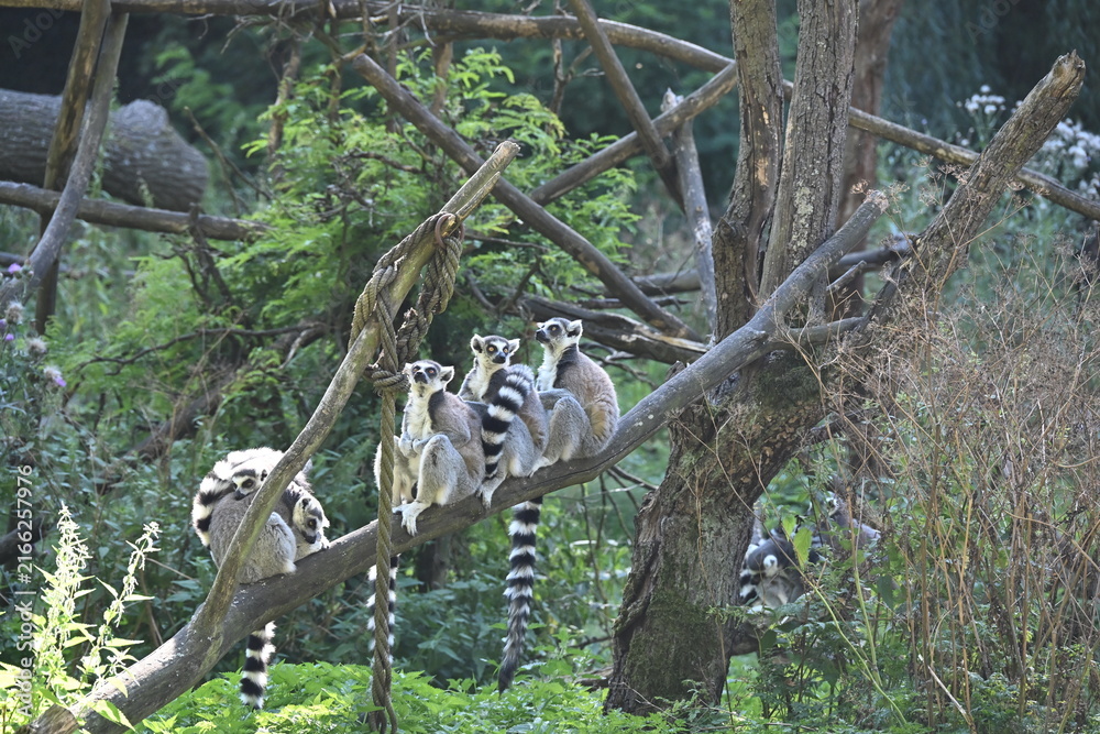 Obraz premium Lemur kata (Lemur catta), also known as the Ring-tailed Lemur, is a social primate endemic to Madagascar. It is recognized by its distinctive black-and-white ringed tail, gray fur, and large yellow ey
