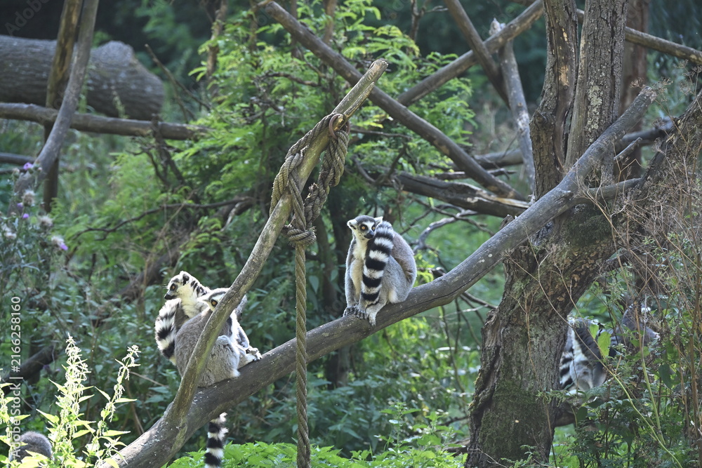 Obraz premium Lemur kata (Lemur catta), also known as the Ring-tailed Lemur, is a social primate endemic to Madagascar. It is recognized by its distinctive black-and-white ringed tail, gray fur, and large yellow ey