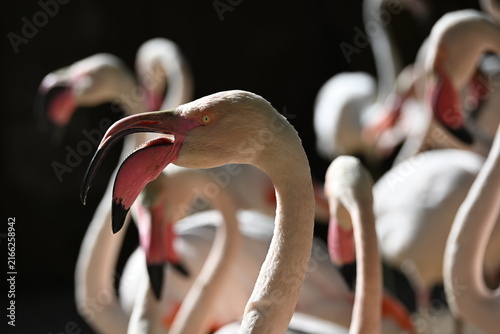 Phoenicopterus roseus (Greater Flamingo) is a large wading bird found across wetlands of Europe, Africa, and Asia. It is recognized by its pink plumage, long legs, curved bill, and social behavior, of