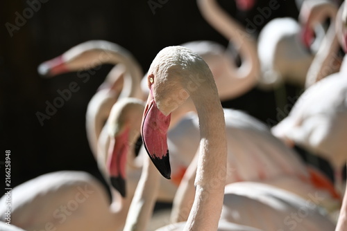Phoenicopterus roseus (Greater Flamingo) is a large wading bird found across wetlands of Europe, Africa, and Asia. It is recognized by its pink plumage, long legs, curved bill, and social behavior, of