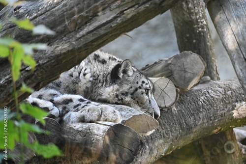the irbis, also known as the snow leopard (panthera uncia), is a large wild cat native to the high mountains of central and southern asia. it has thick pale fur with dark rosettes, a long bushy