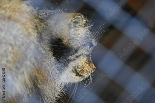Manul (Otocolobus manul), also known as Pallas's cat, is a small wild cat native to the grasslands and rocky steppes of Central Asia. It is known for its dense fur, flat face, round pupils, and stocky