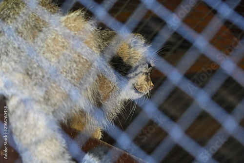 Картината върху платно Manul (Otocolobus manul), also known as Pallas's cat, is a small wild cat native to the grasslands and rocky steppes of Central Asia