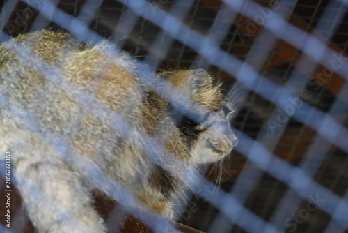 Картината върху платно Manul (Otocolobus manul), also known as Pallas's cat, is a small wild cat native to the grasslands and rocky steppes of Central Asia