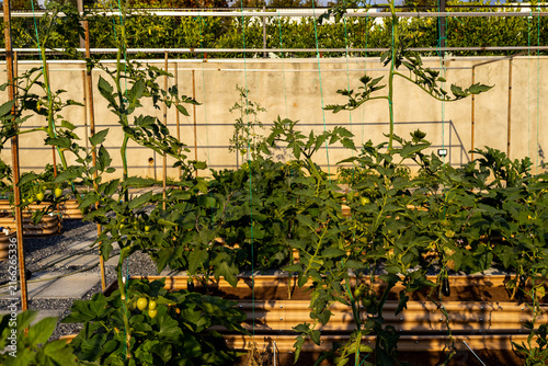 Bild auf Leinwand Home Vegetable Garden with Tomatoes and Eggplants