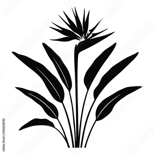 Bird of paradise plant with elongated leaves is shown as a black silhouette