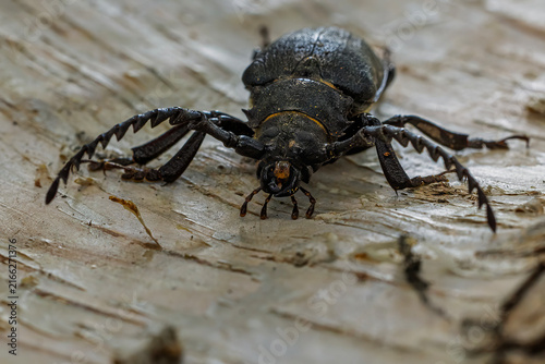 Foto Tanner Beetle Prionus coriarius faces camera while crossing weathered wood in cl