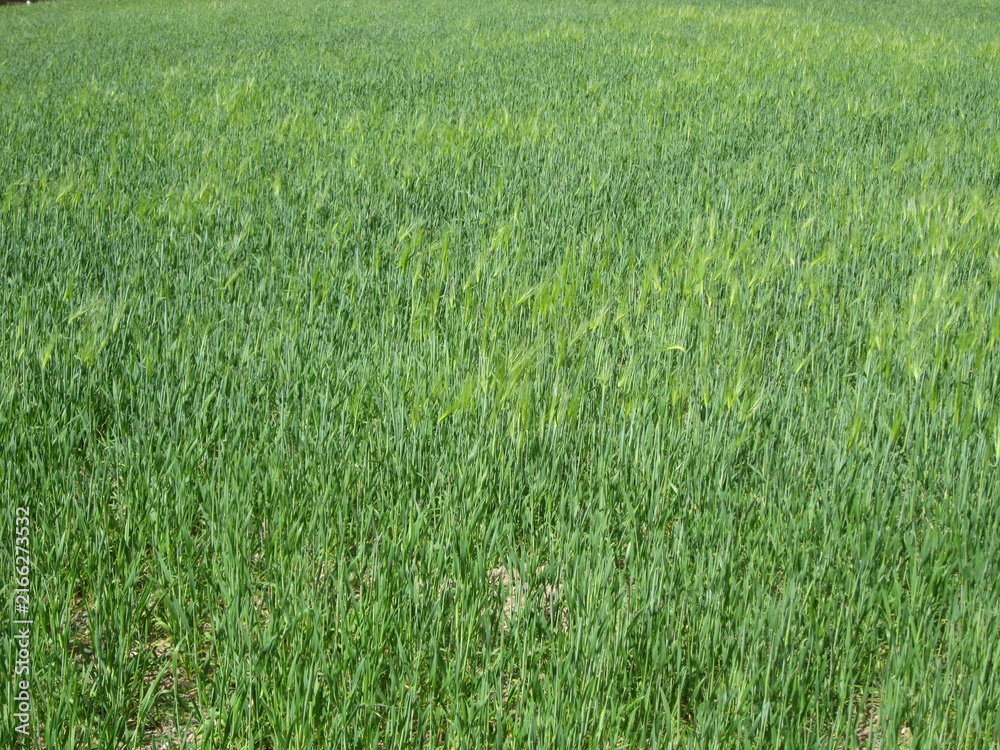 Obraz premium Green field with lush vegetation showing healthy growth