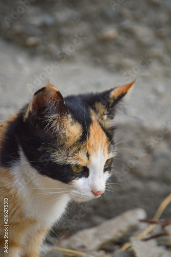 фотографія portrait of a yellow eyes cat, kitten close up indoor home