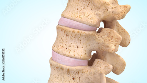 Lateral view of the Vertebral Column bones of 3d illustration