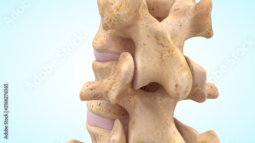 Posterior view of the Vertebral Column bones of 3d illustration