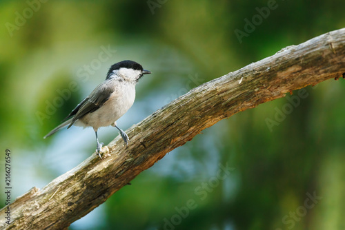 Marsh Tit perches on weathered branch against softly blurred woodland background outdoors