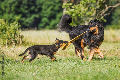 Bohemian Shepherd puppy pulls yellow tug toy from moving Hovawart across grass