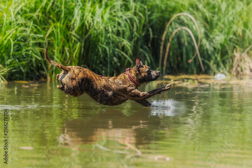 Brindle Canis lupus familiaris dog American Staffordshire Terrier skims above still water.