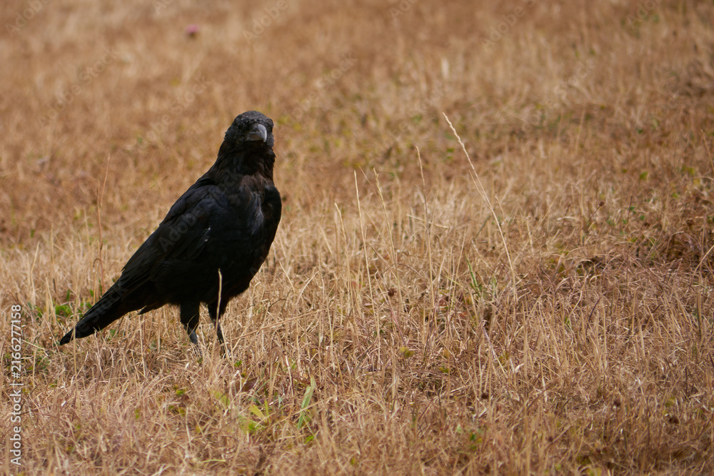 Fototapeta premium crow on parched grass, space for copy, eye contact. Space for copy