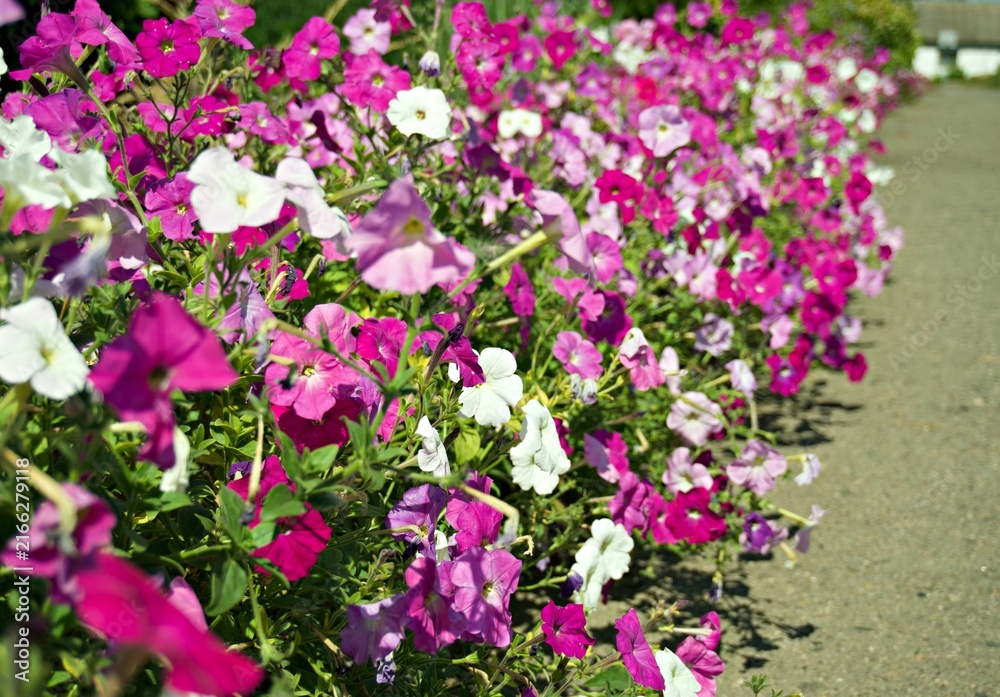 Obraz premium Row of pink and white petunia flowers outdoors