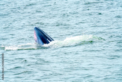 Photography Bryde whale surfacing from the ocean water with its mouth open during a feeding session